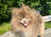 KC lilac russian import young male