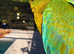 Urgent sale beautiful rare milligold macaw