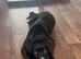 Female cane corso 9 months old