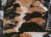 5 gorgeous kittens for sale