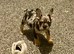 Last boy left tri and tan Merle