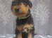 Gorgeous Airedale Litter!