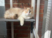 Dilute tortie ragdoll female