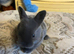Mini Rex rabbits please read full add