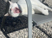 Lovely cat looking for a new home