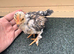 9 pekins