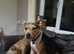 Staffie Cross looking for the best 4ever home