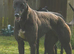 Irish Bred Registered Greyhound Bitch.