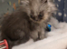 6 pure doll face persians ready now