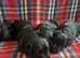 Beautiful Scottie’s