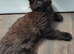 Stunning Main Coon girls