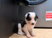 Border collie pups