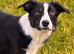 4 Blue Heeler/Ridgeback x Border Collie pups