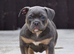 Pocket bully