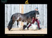 12.2 blagdon mini cob