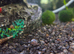 Baby pink ramshorn snails