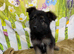 German Shepherd, puppies