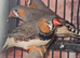 Zebra finch, Bengalese, Doves, quails available
