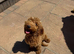 Toy Poodle Puppy Female