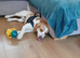 Beagle x spaniel