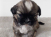 Shih Tzu Puppy