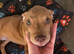 Female pup