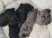 Miniature poodle pups