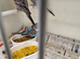 blackface black wings plus blackface pied splits