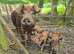 Berkshire Tamworth X weavers ready to go
