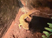 Breeding pair of leopard geckos