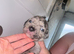 Our beautiful nala has had a lovely litter of 11