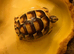 Marginated tortoise