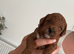 ️Deep Red Toy Poodle
