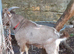 Intact Entire Billy Breeding Toggenburg Goats + Whether