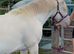 Beautiful 13.2 cob mare