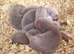 Standard ferret kits for sale.