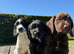Sprocker Puppies Cocker Spaniel X Springer Spaniel