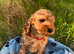 Cockapoo boy puppy