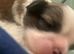 Beautiful litter of pure Shih Tzu pups