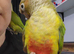 Gorgeous little pineapple greencheek conure