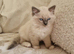 Adorable ragdoll kittens looking for a new home