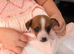 Stunning jack Russell puppies