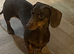 Miniature Dachshund male 4 year Old