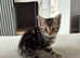 6 stunning kittens left