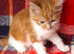 Beautiful Kittens
