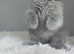 GCCF Registered British Shorthair Kittens