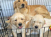 Golden retriever puppy kc reg