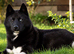 Siberian Husly Males for stud
