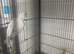 Pale white/blue quacker hen