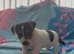 Jack Russell boy puppy